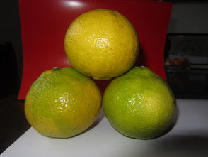 洪江市黔陽紅農產品專業合作社 優質食用農產品批發與供應